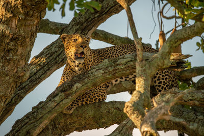 Leopard lying in tree among tangled branches