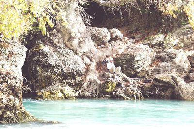 Close-up of tree on beach