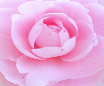 Close-up of pink rose