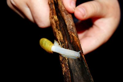 Cropped image of hand holding wood