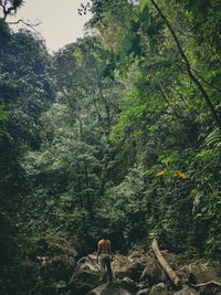 Rear view of man by trees in forest