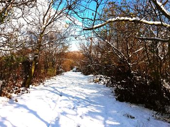 Snow covered trees against sky