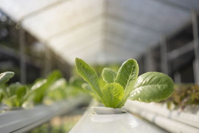 Close-up of potted plant leaves