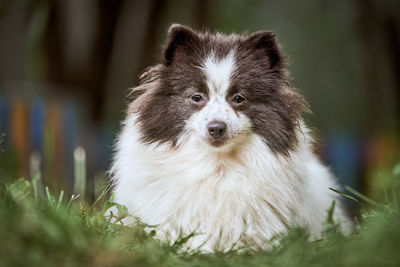 Pomeranian spitz dog in garden. cute pomeranian puppy on walk, white black color. spitz pom dog