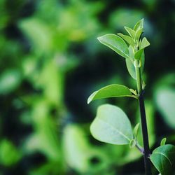 Close-up of plant