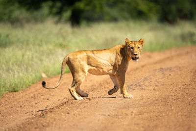 Scarred lioness crosses dirt track watching camera