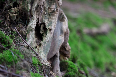 Close-up of tree trunk in forest