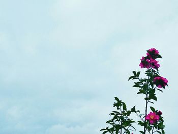 Low angle view of pink flowers