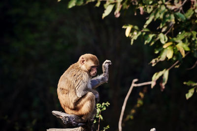 Monkey sitting on a tree