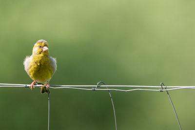 Isolated baby green finch perching on a fence
