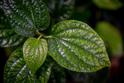 Close-up of green leaves