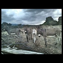 View of horses on landscape