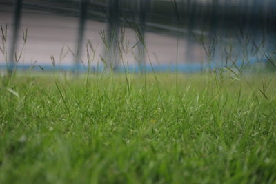 Close-up of grass on field