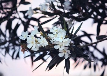 Close-up of cherry blossoms in spring