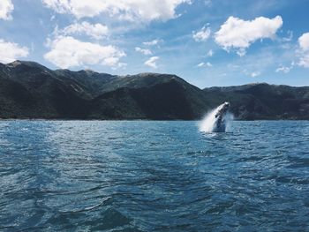 Scenic view of whale in sea against sky