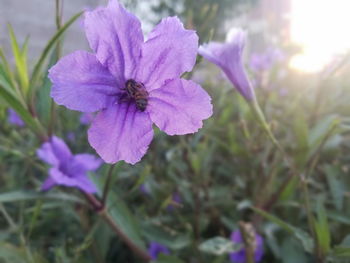 Close-up of bee on purple flower