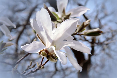 Close-up of white flowering plant