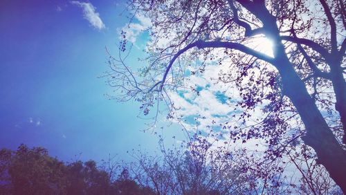 Low angle view of silhouette trees against blue sky