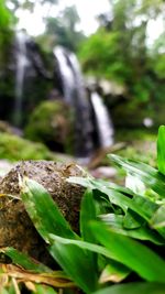 Close-up of leaf on rock