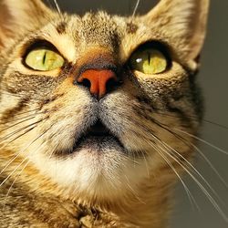 Close-up portrait of a cat