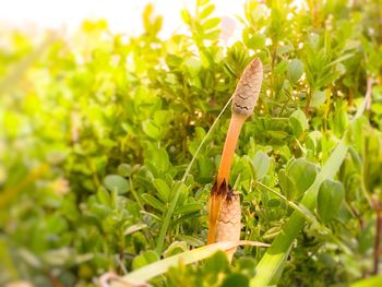 Close-up of insect on plant