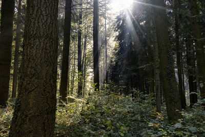 Sunlight streaming through trees in forest