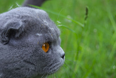 Close-up of a cat looking away