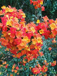 Close-up of orange flowers blooming outdoors