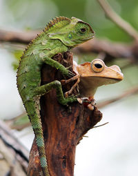 Close-up of a lizard on tree