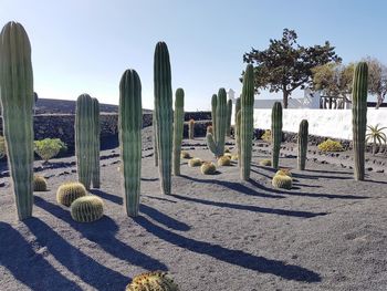 Cactus growing on field against sky