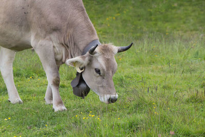 Cows in a field