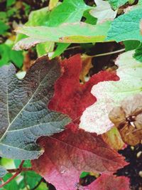 Close-up of autumn leaves