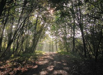 Road amidst trees in forest