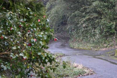 Plants by road amidst trees