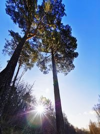 Low angle view of sunlight streaming through trees