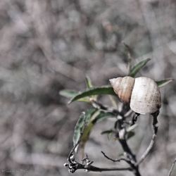 Close-up of plant