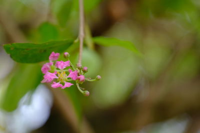 Close-up of pink flowering plant