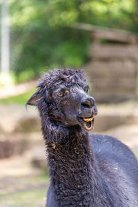 Close-up of an animal looking away