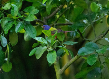 Close-up of insect on plant