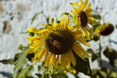 Close-up of yellow flowering plant