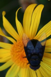 Close-up of yellow flower