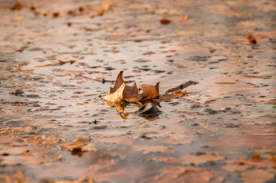 High angle view of fallen autumn leaves in lake