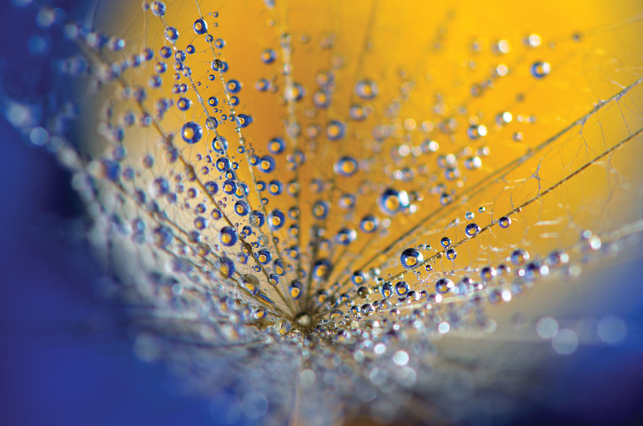 Dandelion with water drops