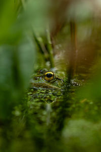 Close-up of frog on leaf