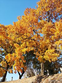 Low angle view of autumnal trees against sky