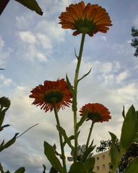 Low angle view of flowers blooming against sky