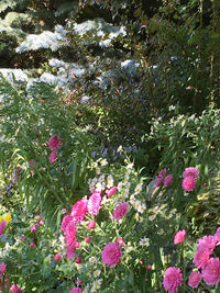 Close-up of pink flowering plants in park