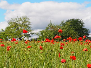 Close-up of red poppy flower in field