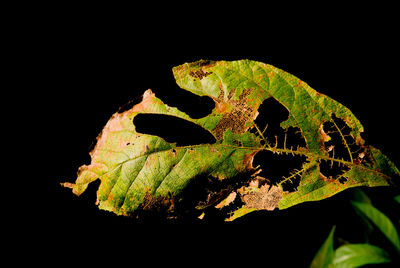 Close-up of plant against black background