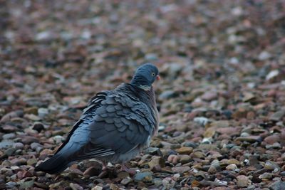 Close-up of bird perching on pebbles